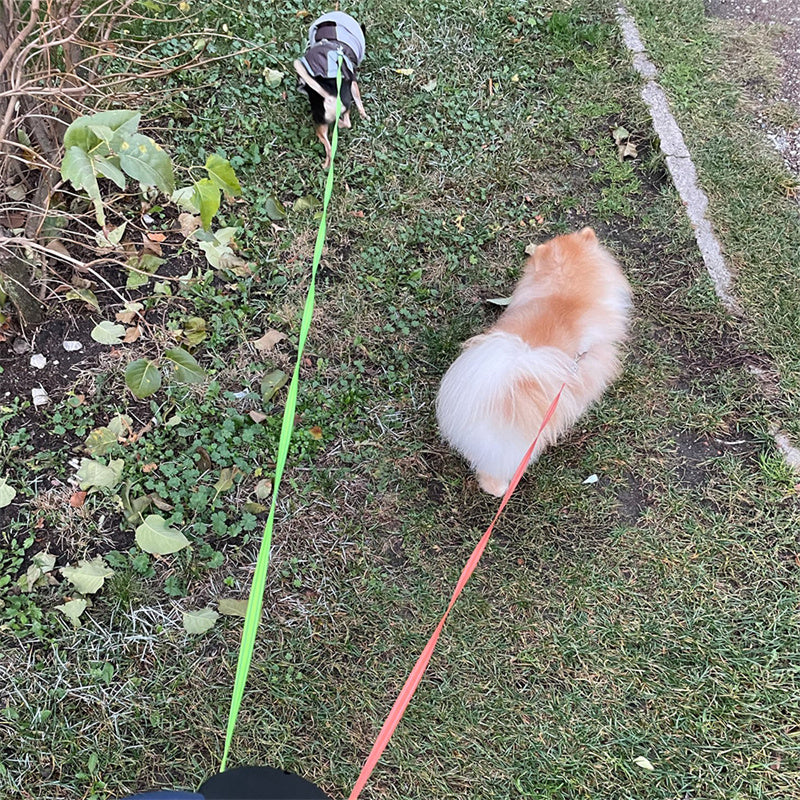Dual Retractable Dog Leash for Small Dogs – 360° Tangle-Free Lead with LED Light & Reflective Design